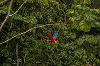 Inkaterra Reserva Amazonica in the Rainforest of Peru