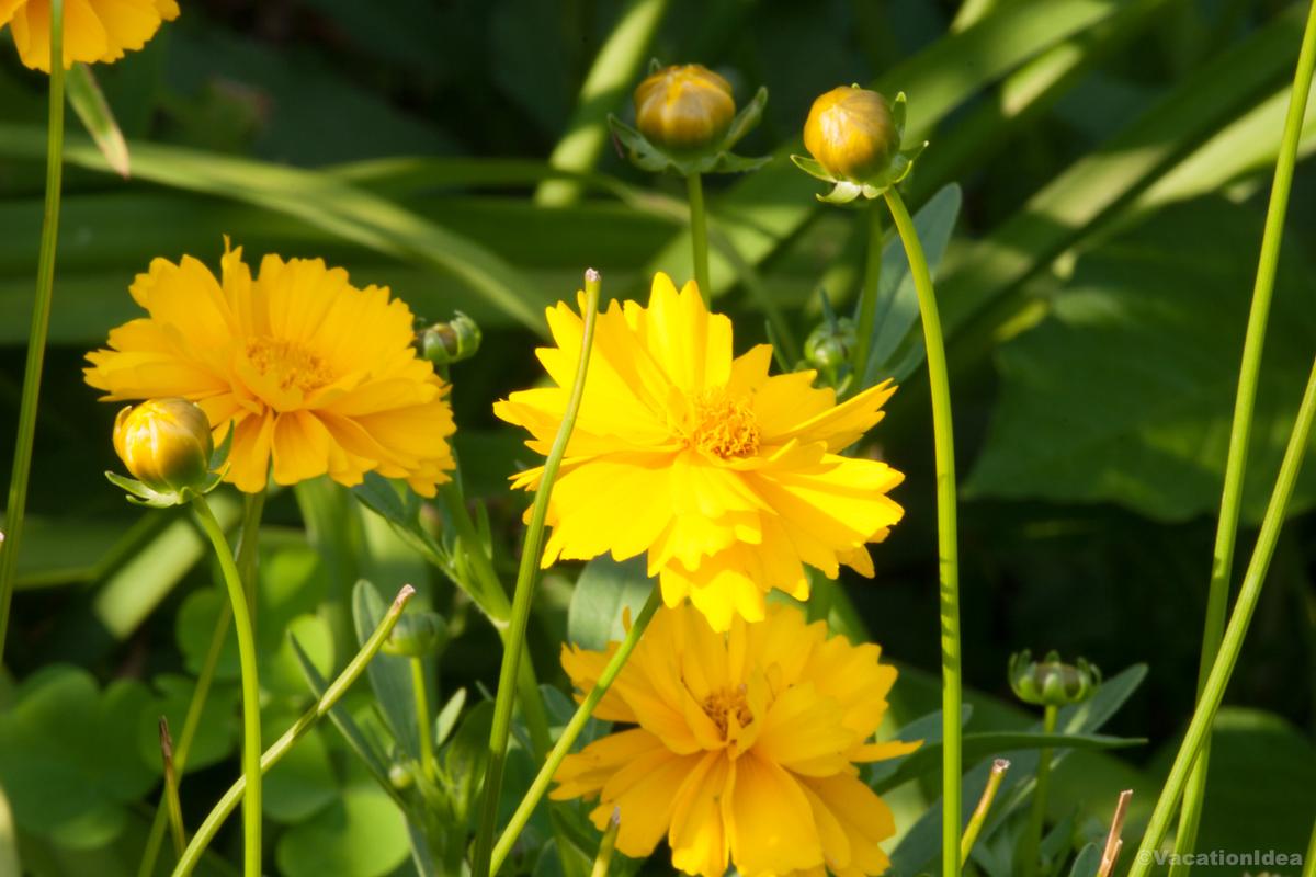 My photo of yellow spring flowers
