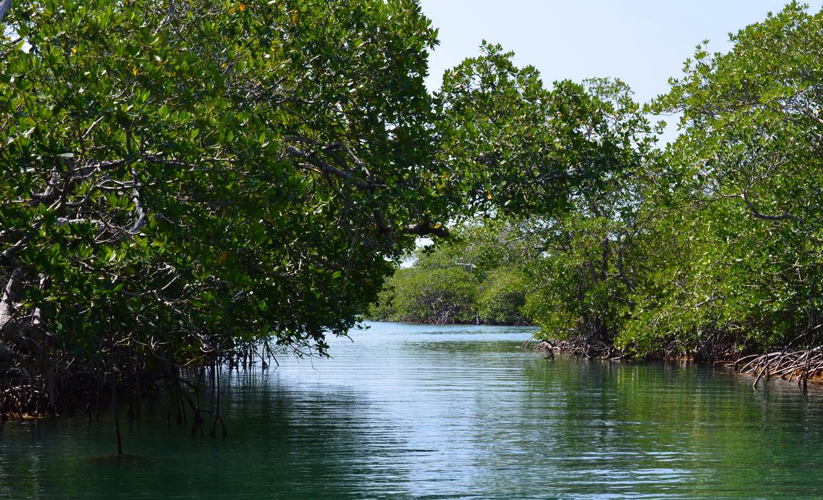 Mangrove in Belize