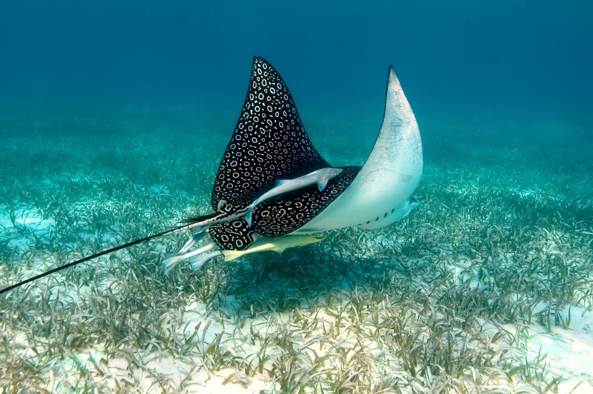 Eagle ray, Hol Chan Marine Reserve, Belize