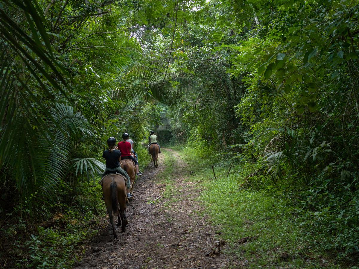Chaa Creek Road, Chaa Creek Nature Reserve, San Ignacio, Belize