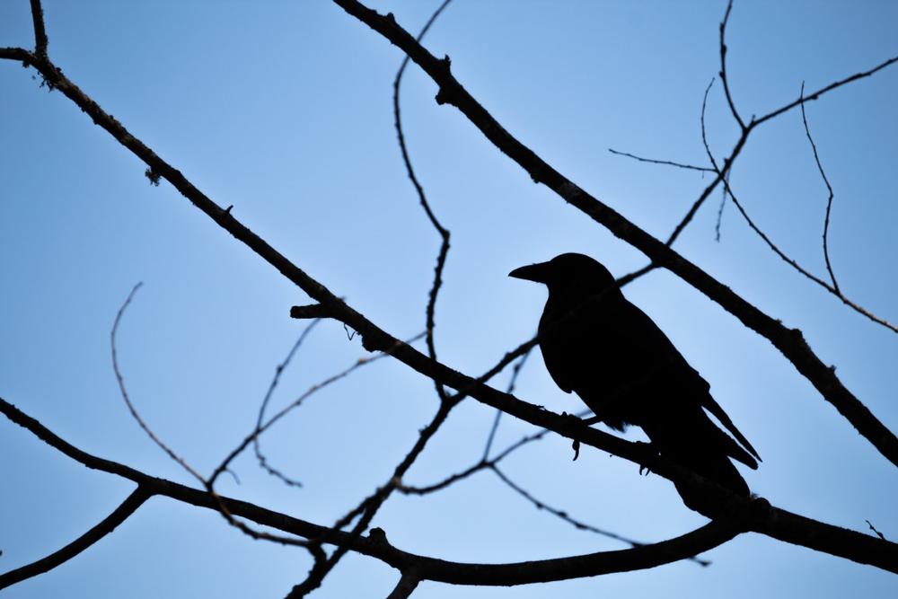 Hike and Explore Nature at Cedars of Lebanon State Park