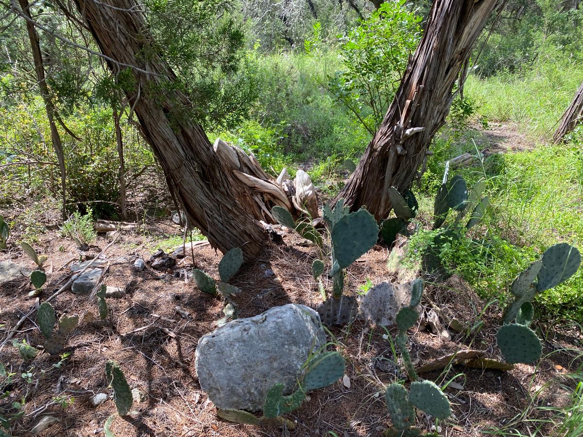 Cactus detail - plenty of it grows along the trail