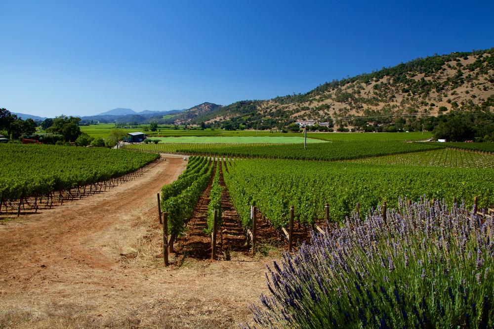 Napa Valley Weather & Temperature by Month