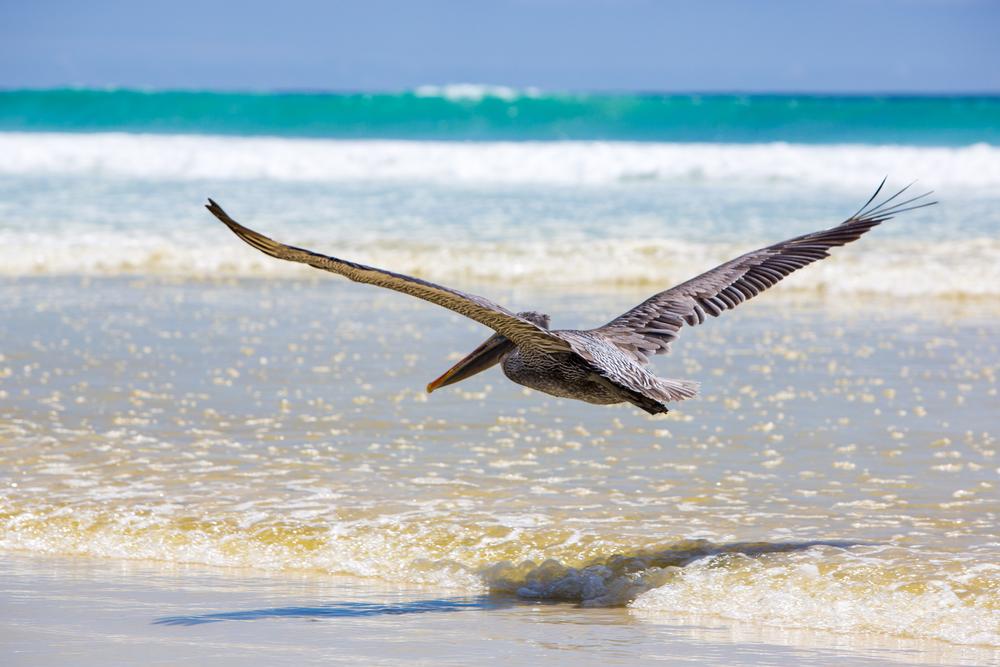 Getting to Puerto Ayora, Galapagos - Continued