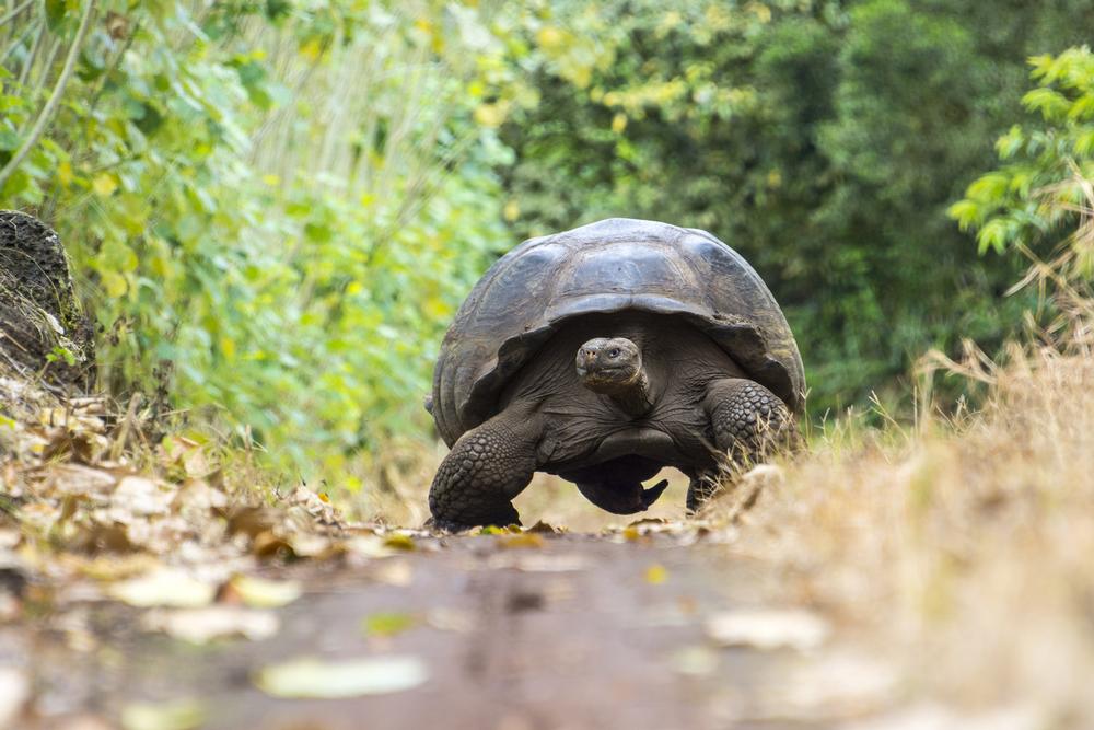 Getting Around Puerto Ayora, Galapagos