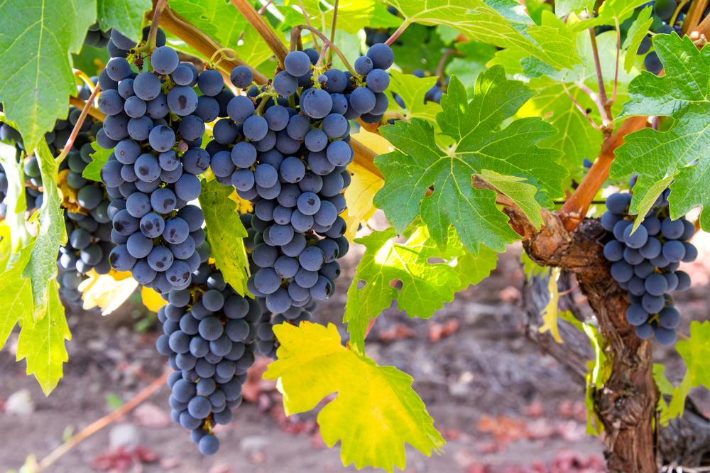 Getting Around Napa Valley