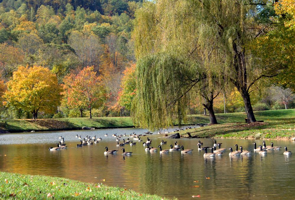 Asheville Neighborhood Guide