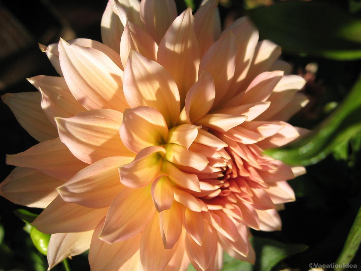 My photo of a flower in a NY botanical garden in May