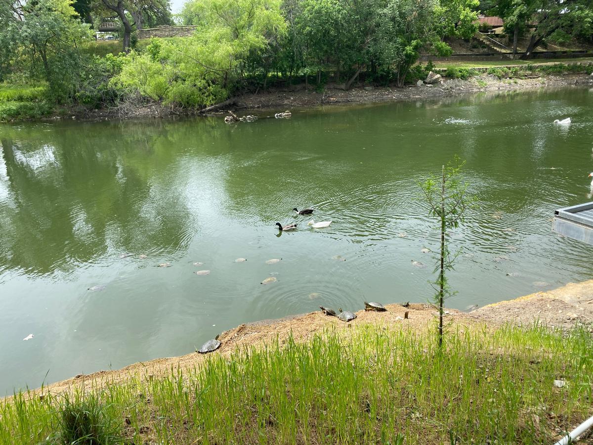 I took this photo of ducks and turtles enjoying a swim