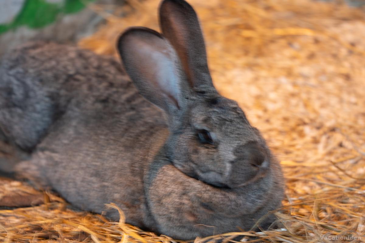 My photo of an adorable bunny in Wales