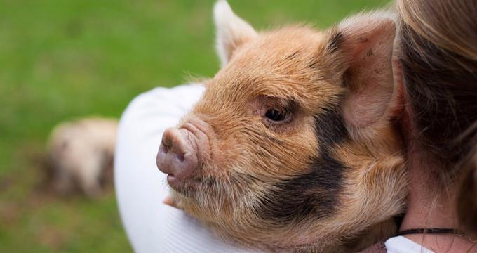 Good Day Out - Wildlife Experiences in Wales