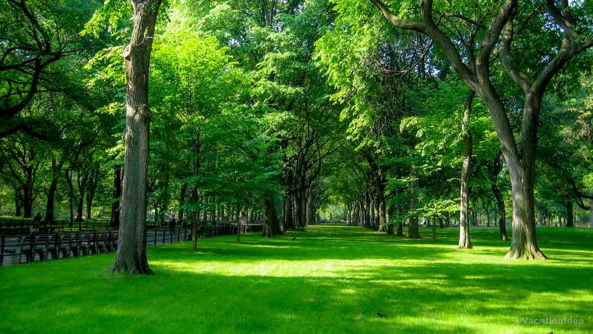 I was amazed at how green the City was in April, as you can see in my photo.