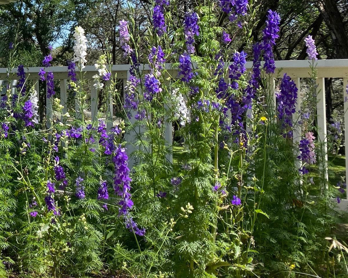 I took this photo of spring flowers blooming in Texas
