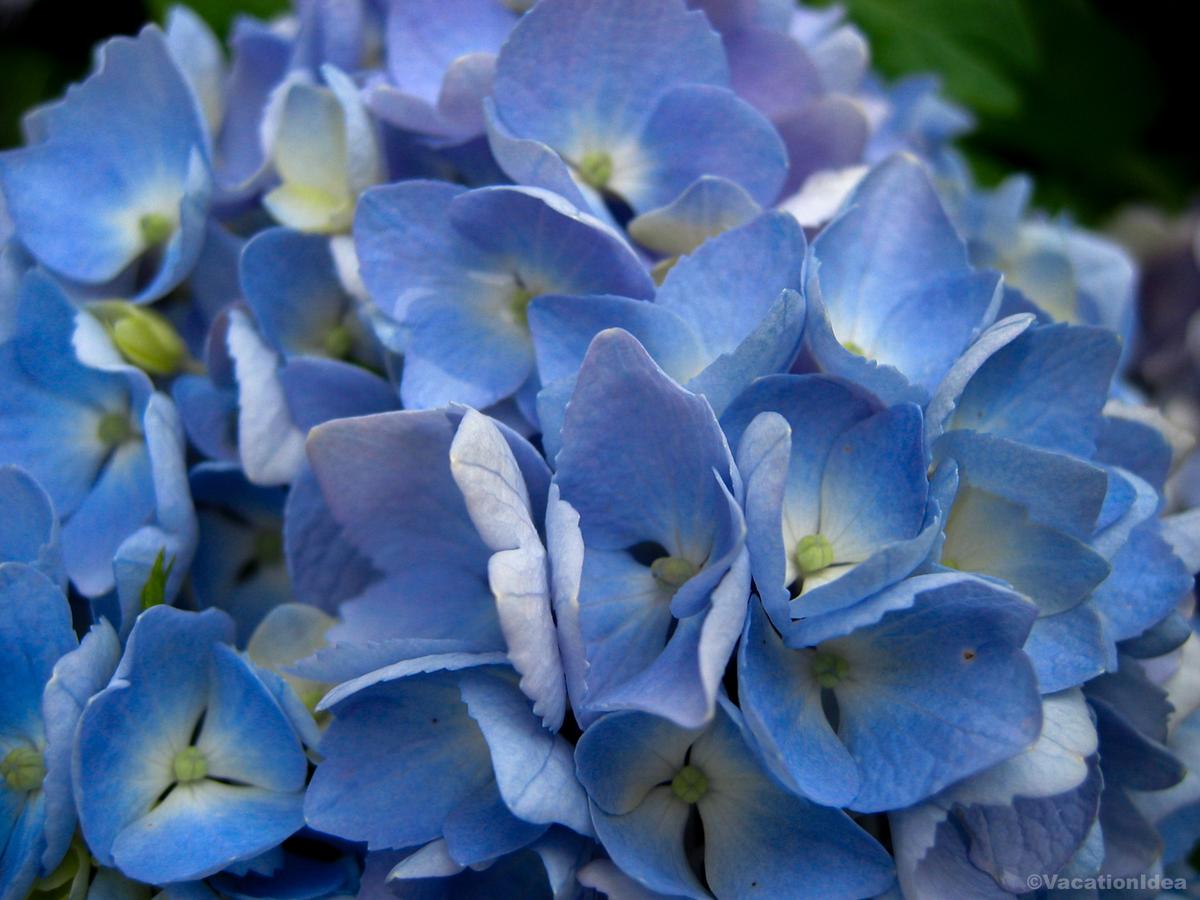 My photo of purple flowers in April