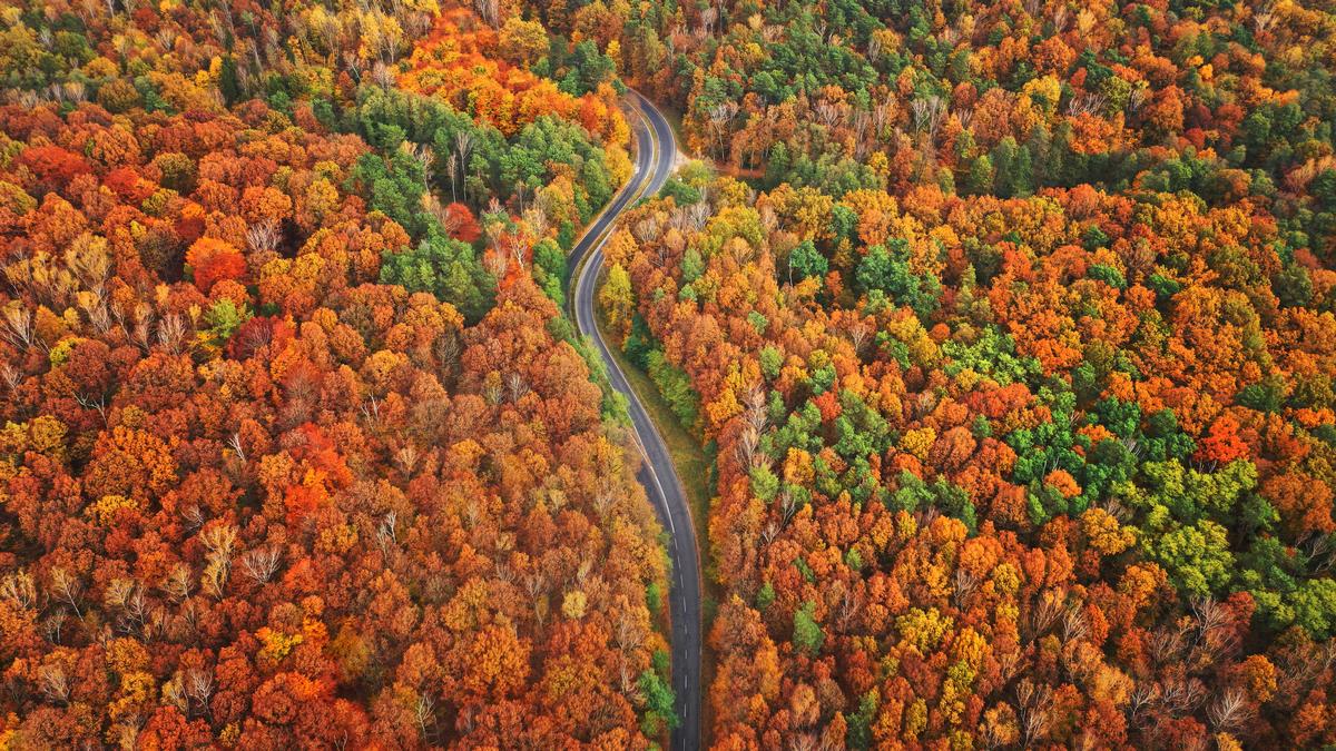 Driving through fall foliage on the West Coast