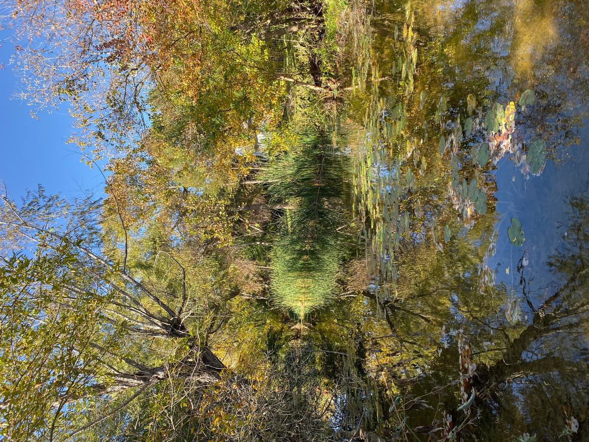 I took this fall foliage photo in the Texas Hill Country. It was so perfect I had an urge to paint it