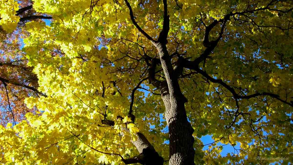 I took this photo of bright yellow leaves while looking up on my morning walk.