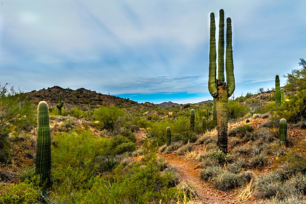 Wickenburg, Arizona: Dust Roads, Desert Light & Wide-Open Peace