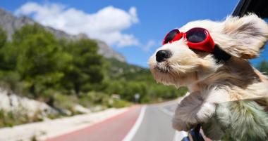 Pet Friendly Vacations in the United States