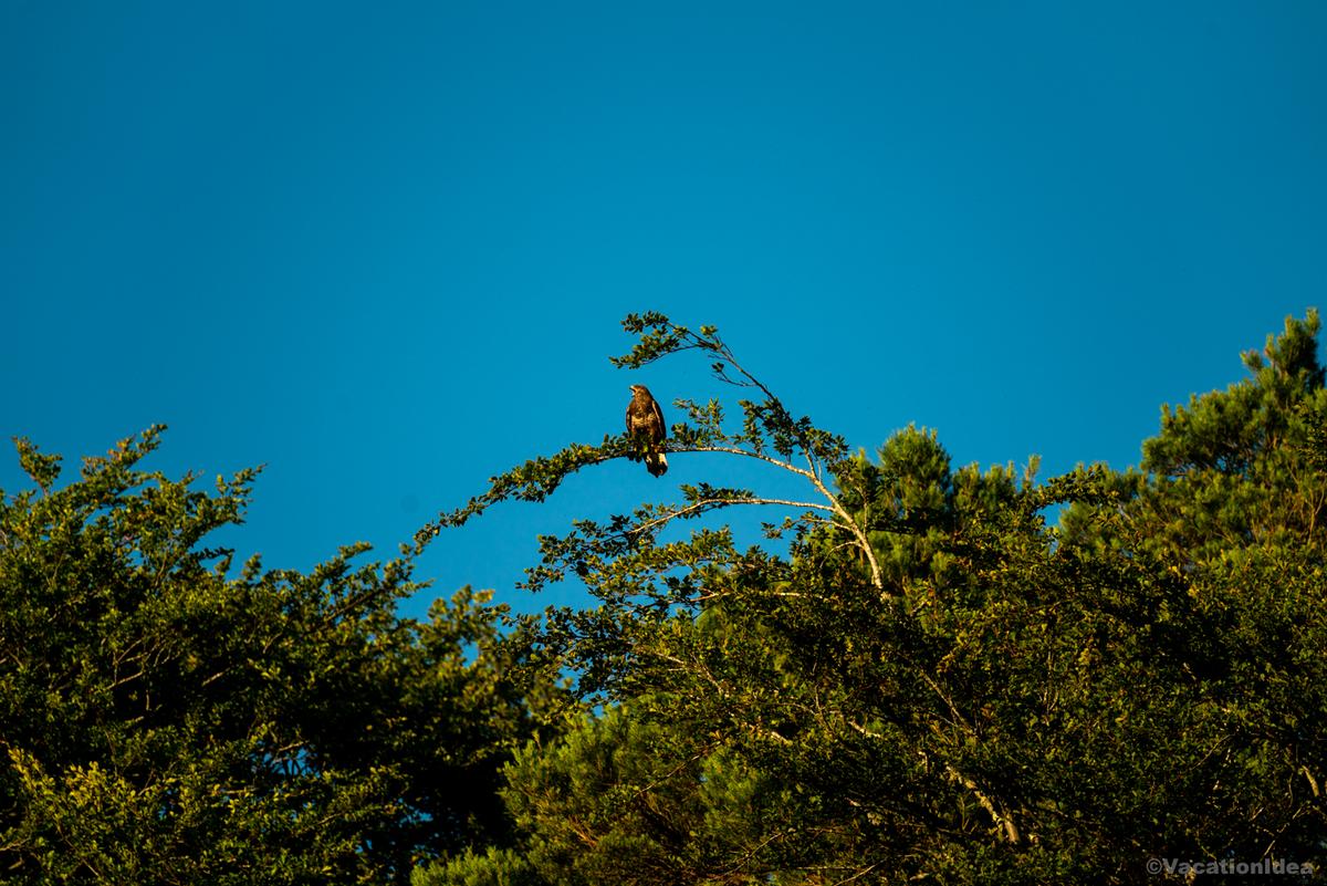 My photo of a hawk in Colorado