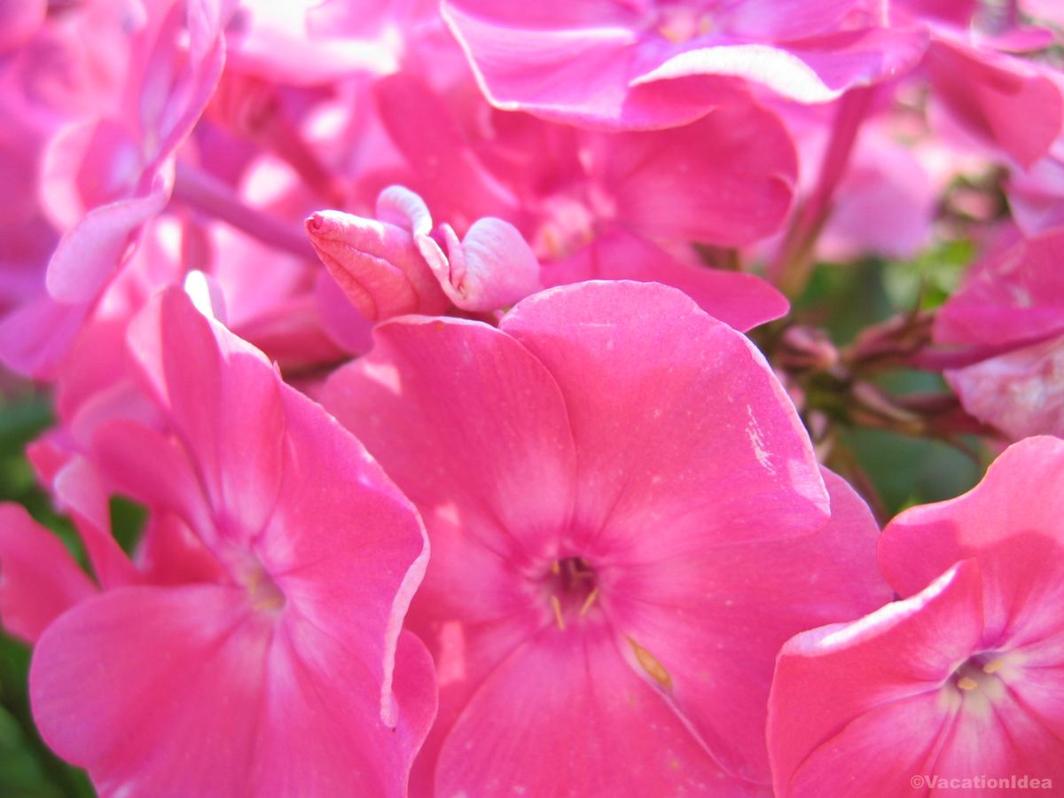 My photo of spring flowers in Michigan