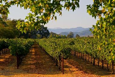 Go wine tasting in Napa Valley