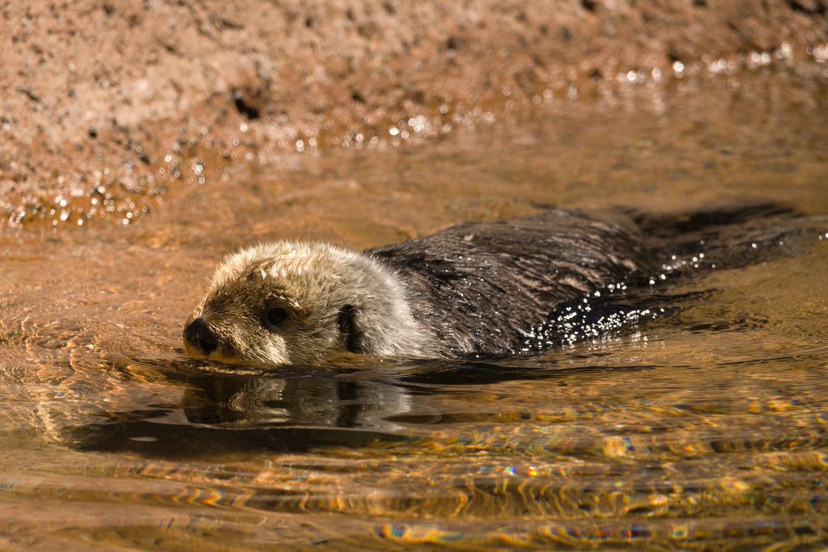 Point Defiance Zoo & Aquarium