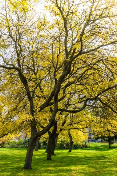 Have a picnic without worrying about pesticides on the grass