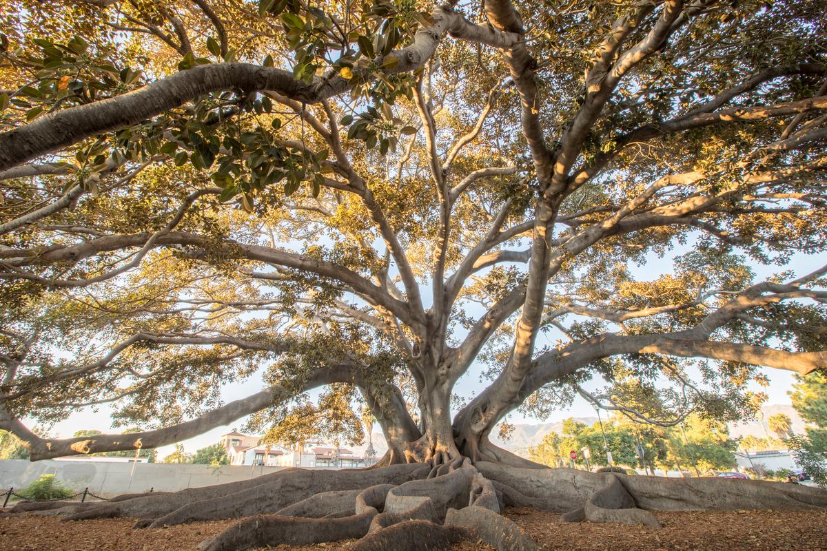 Giant fig tree in Southern California