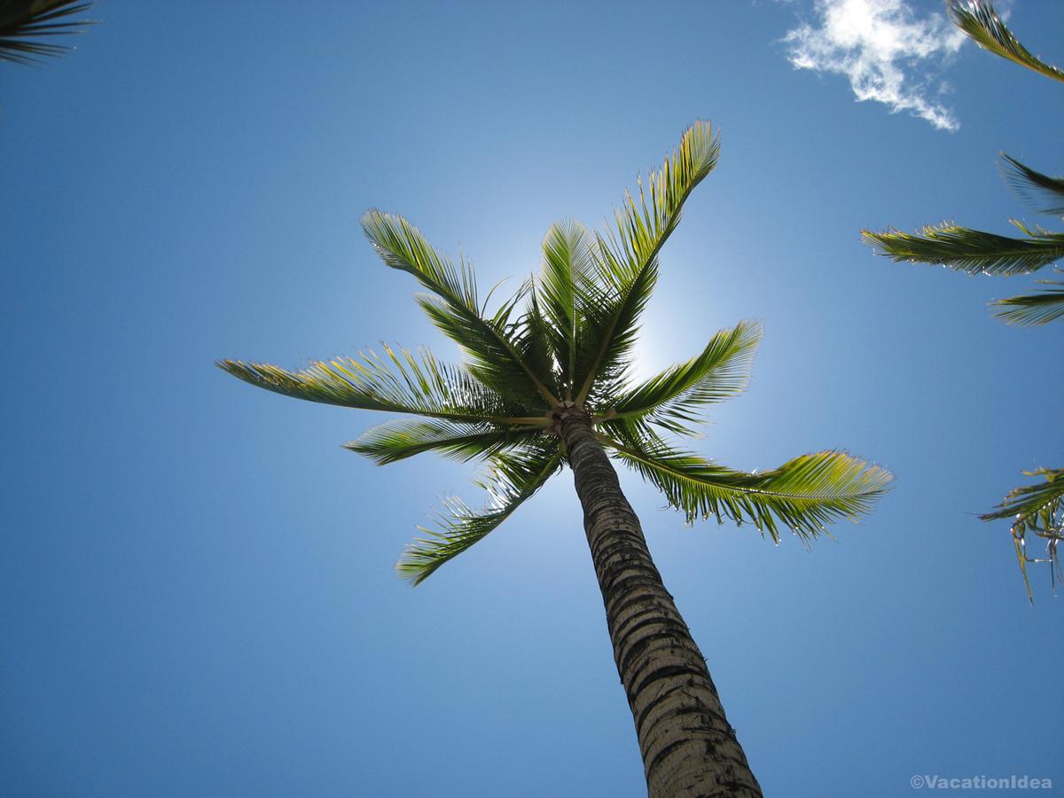 I took this photo of palm trees in Key West