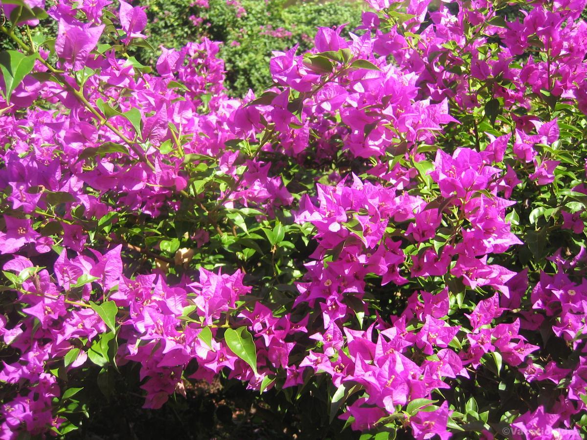 My photo of azaleas in Charleston