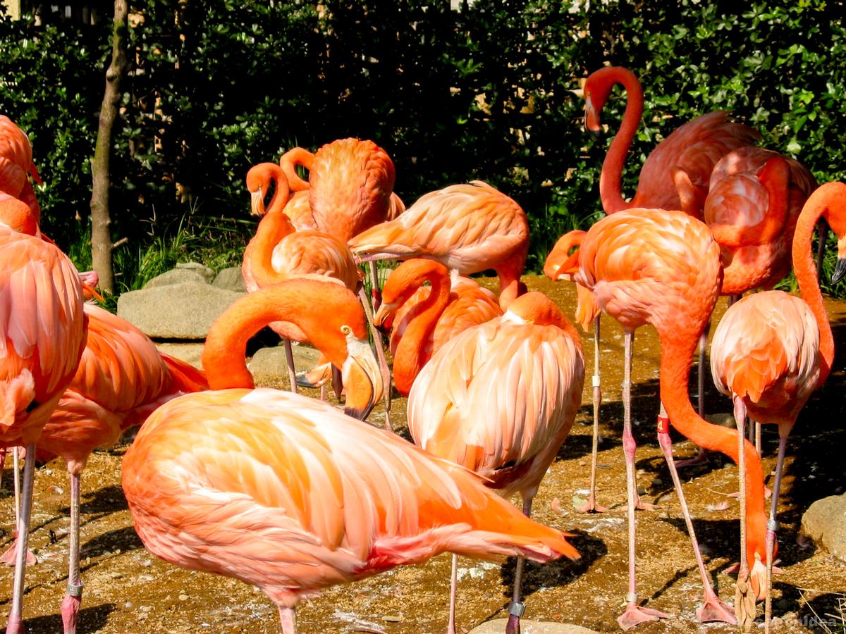 My photo of flamingos at the zoo in SoCal