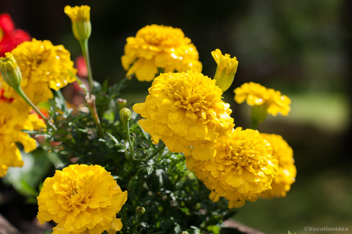 I admired blooming flowers on the streets of Santa Barbara when I took this photo