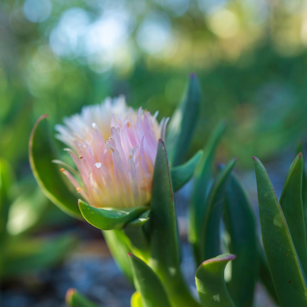 Hottentot Fig Flowers close-up in Vista, CA