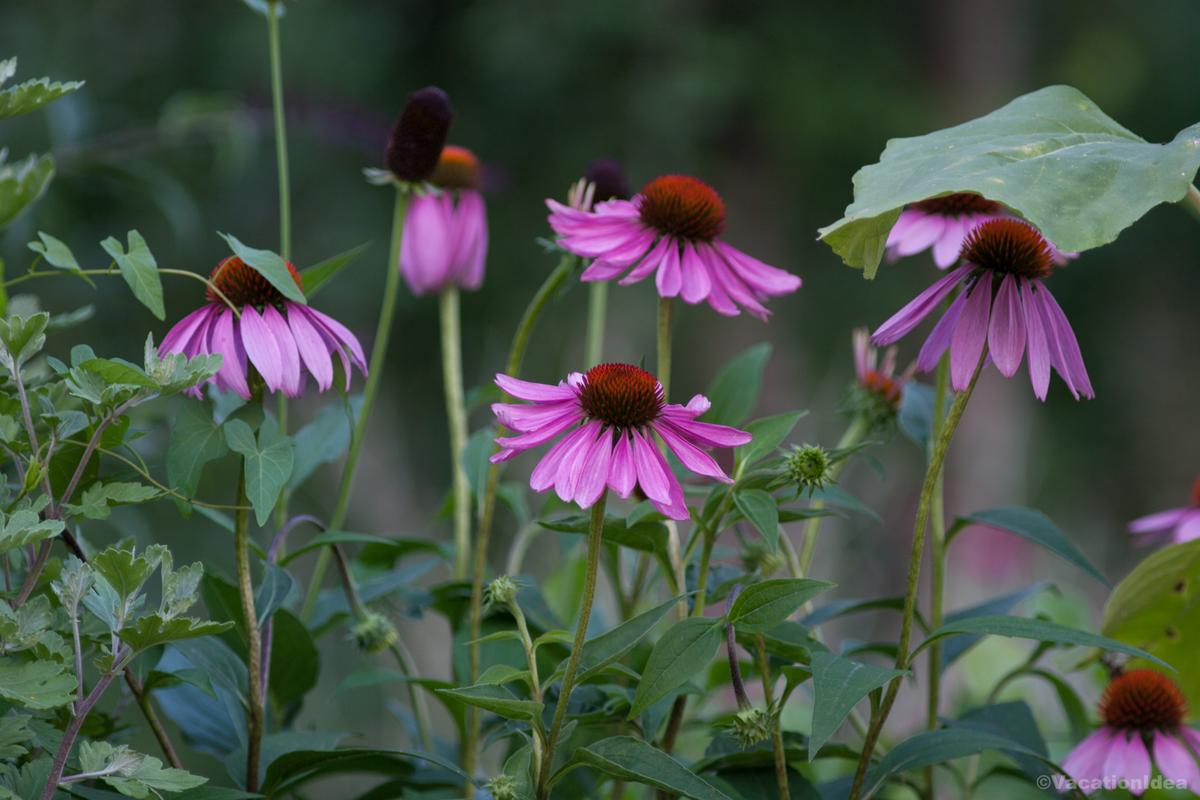 I took this photo at the botanical garden in early summer