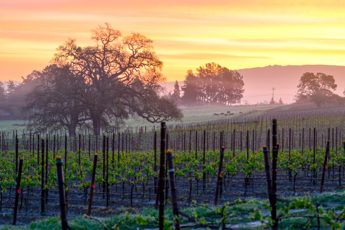 Art Trails and Orchard Air in Sebastopol