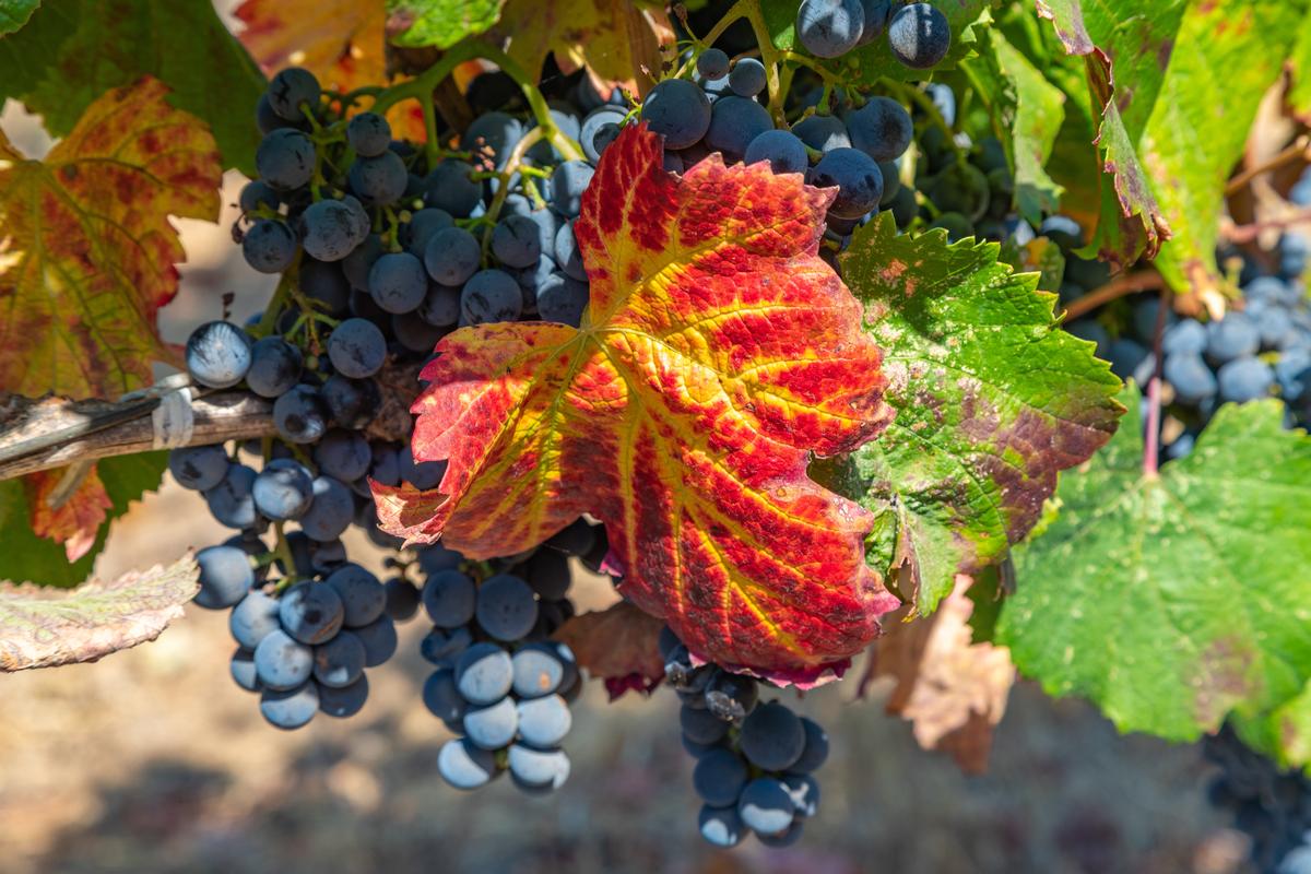 Lavender Mornings and Slow Sips in Healdsburg