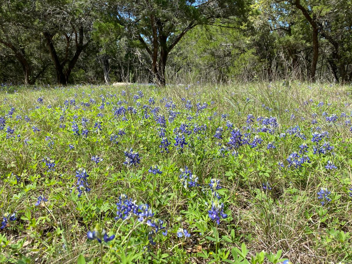 My photo of Texas bluebonnets in the spring