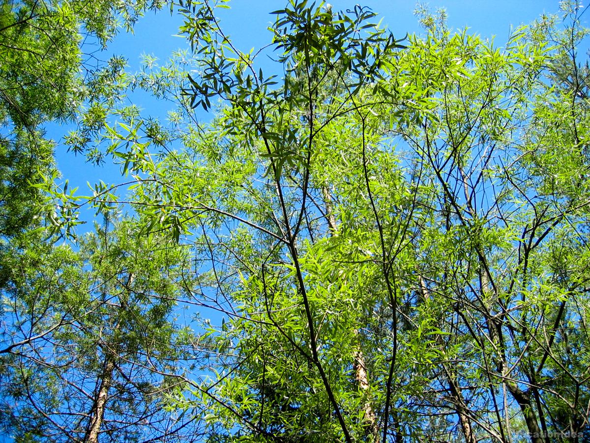 My photo of trees from our romantic walk