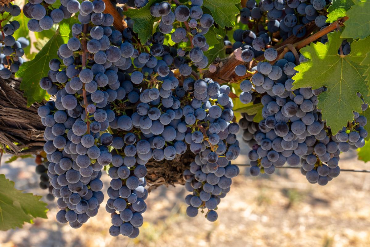 Golden Hills and Easy Wandering in Paso Robles