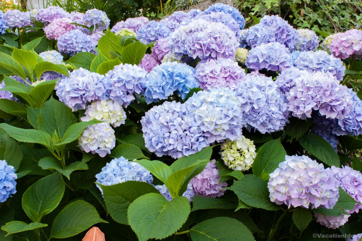 My photo of flowers in bloom