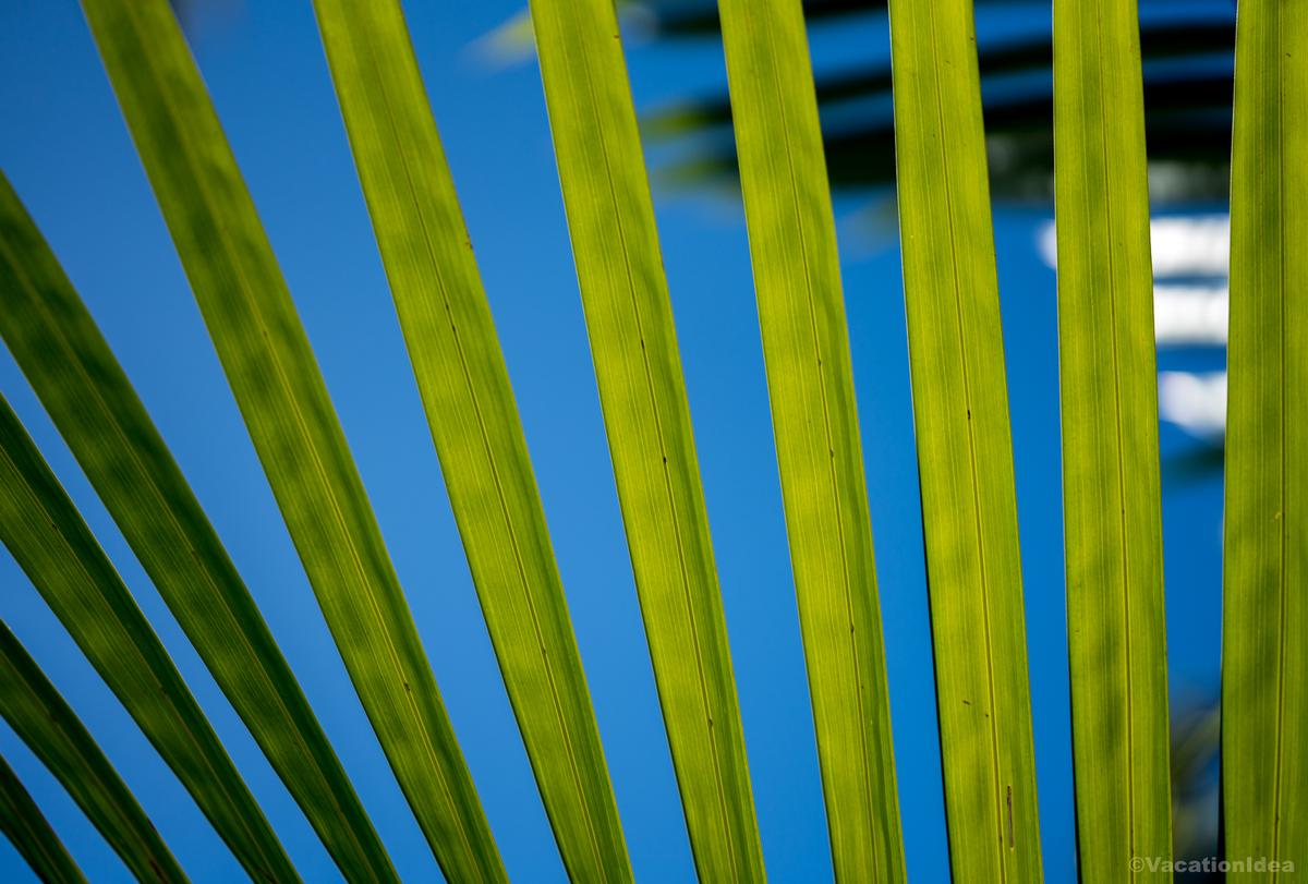 I took this palm tree photo on the beach in Florida