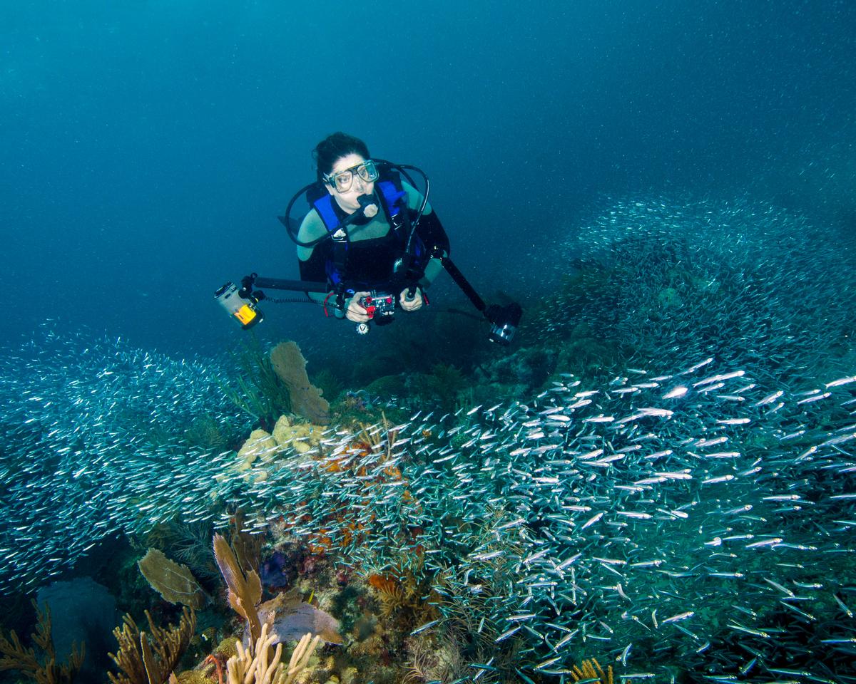 Fish in the Florida Keys