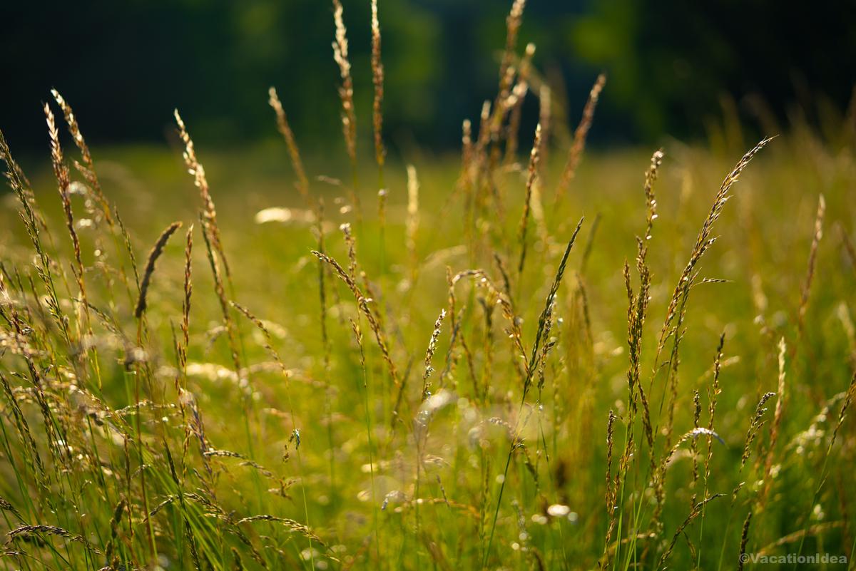 I took this photo of dry grass in the garden