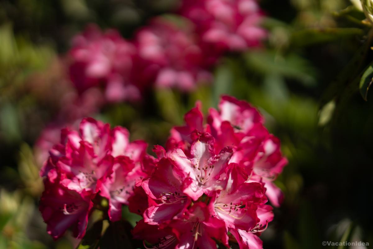My photo of beautiful blooms in the Gardens