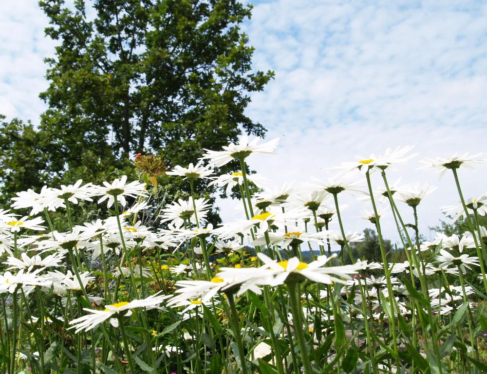 Admire vibrant blooms and explore historic greenhouses on a colorful spring getaway.
