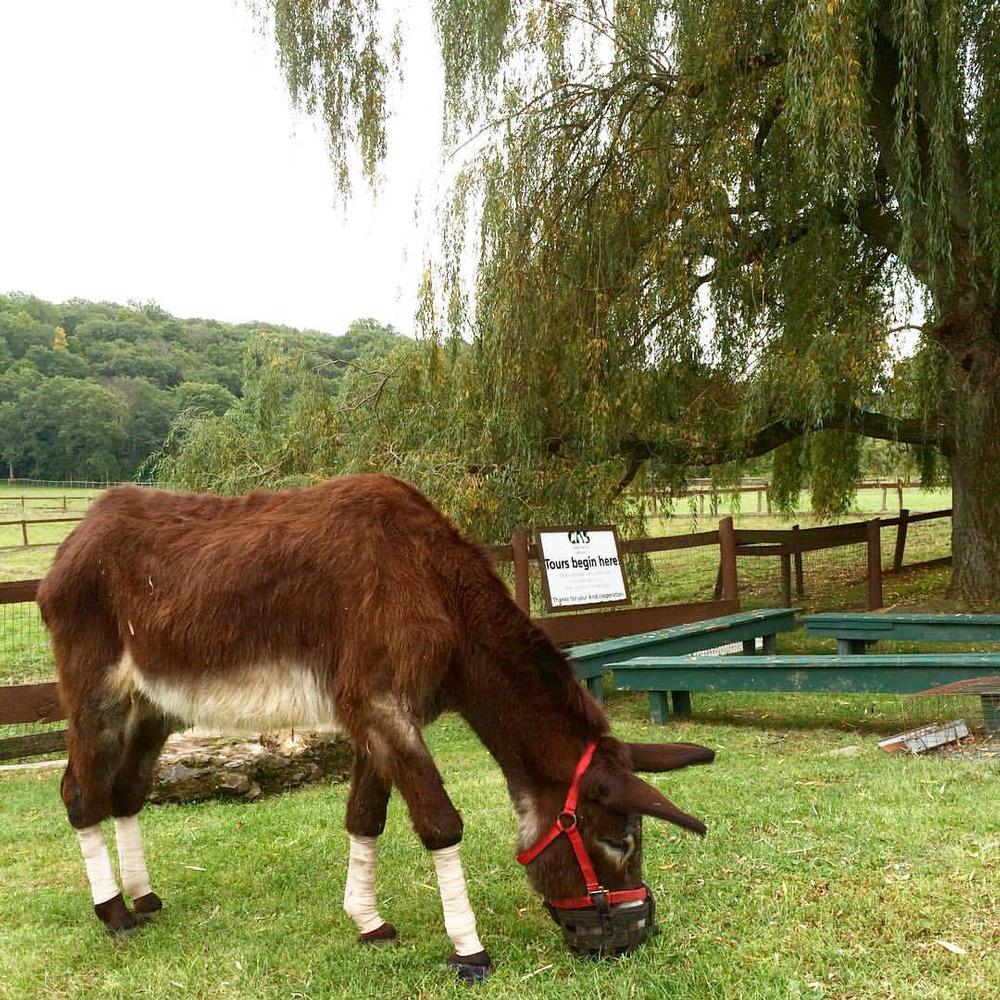 Meet rescued animals and tour peaceful grounds on a heartwarming family outing.