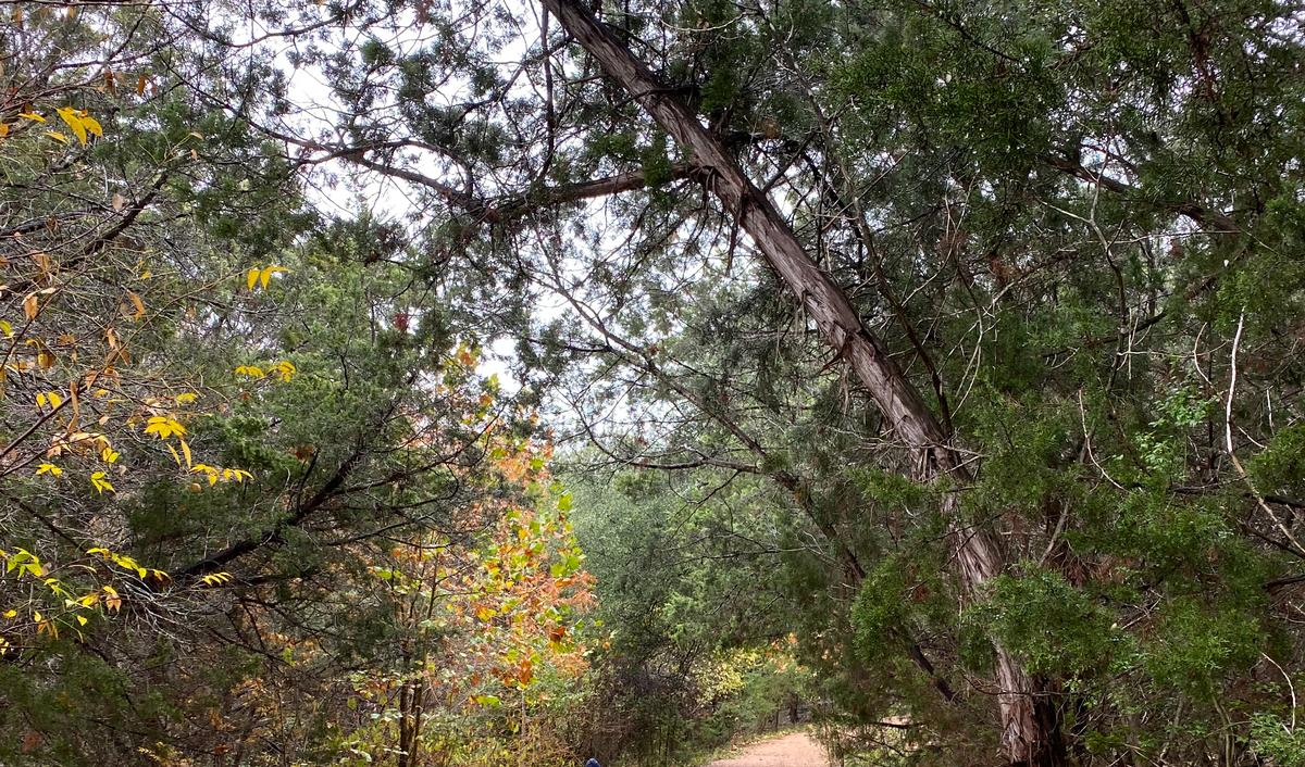 My photo of a scenic hiking trail near Houston in the fall