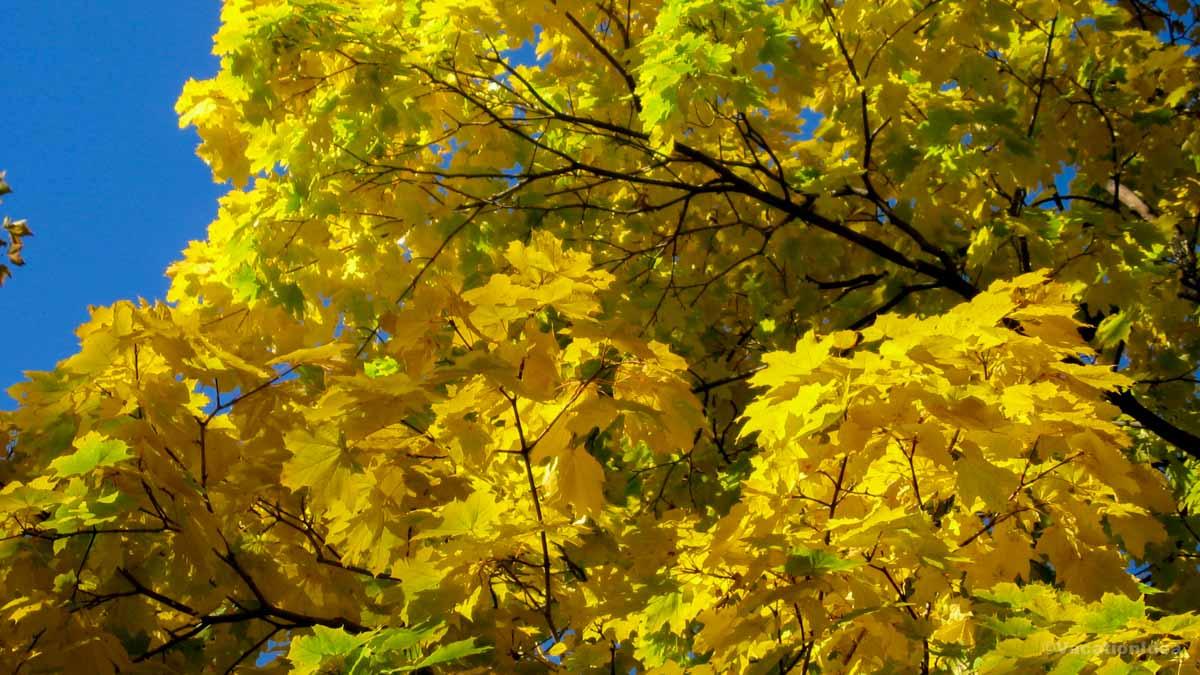 I took this photo of brilliant yellow hues on my weekend trip to Wisconsin Dells